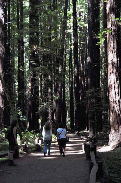 Armstrong Redwoods